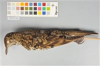 藏品(虎鶇)的圖片